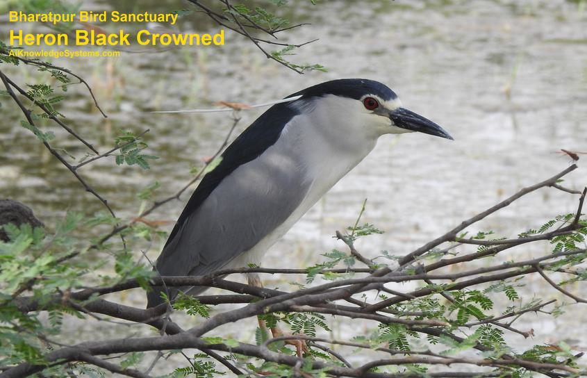 Heron Black Crowned (4) Coming Soon